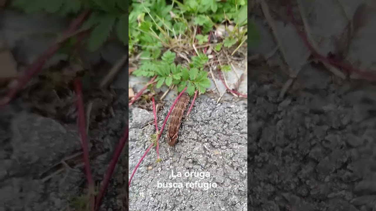 la oruga busca refugio 