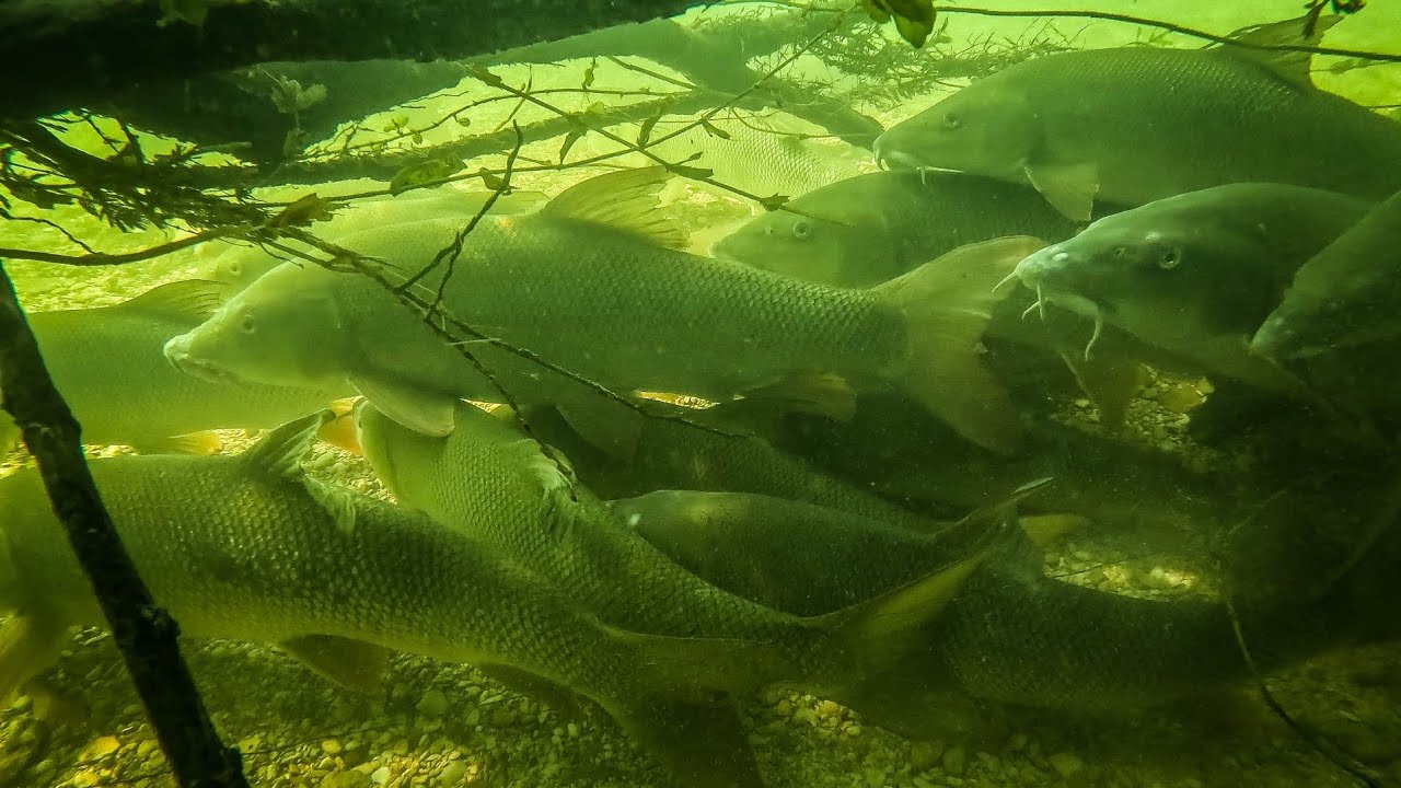 Un INTRUS CE CACHE parmis les BARBEAUX, une PLONGÉE explicative ! #barbel #barbeau #silure