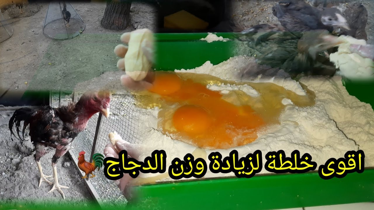 اقوة خلطة لزيادة وزن الدجاج 🐓