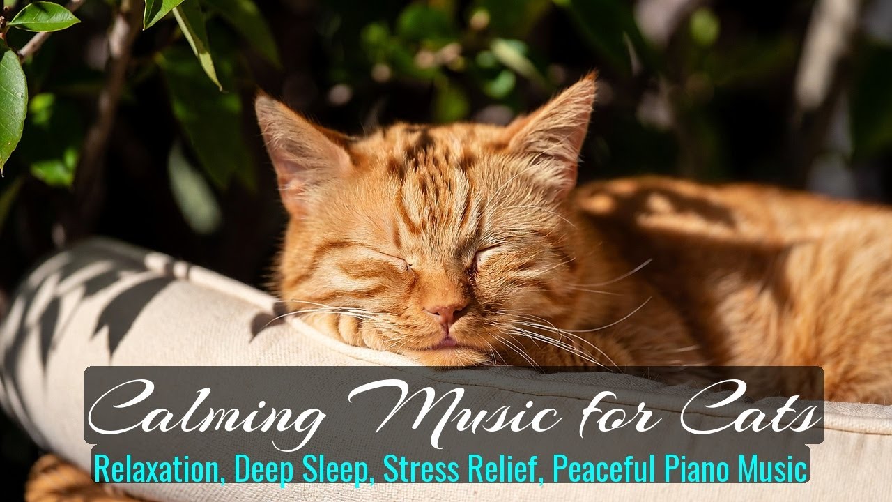 Calming Music for Cats - Relaxation, Deep Sleep, Stress Relief, Peaceful Piano Music | Season 57