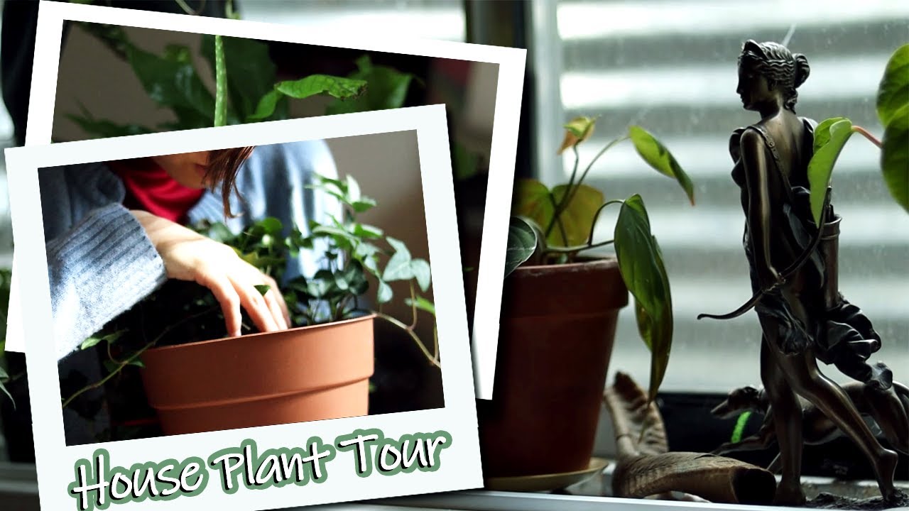 Plant Witchcraft: Houseplant Tour & Magical Associations