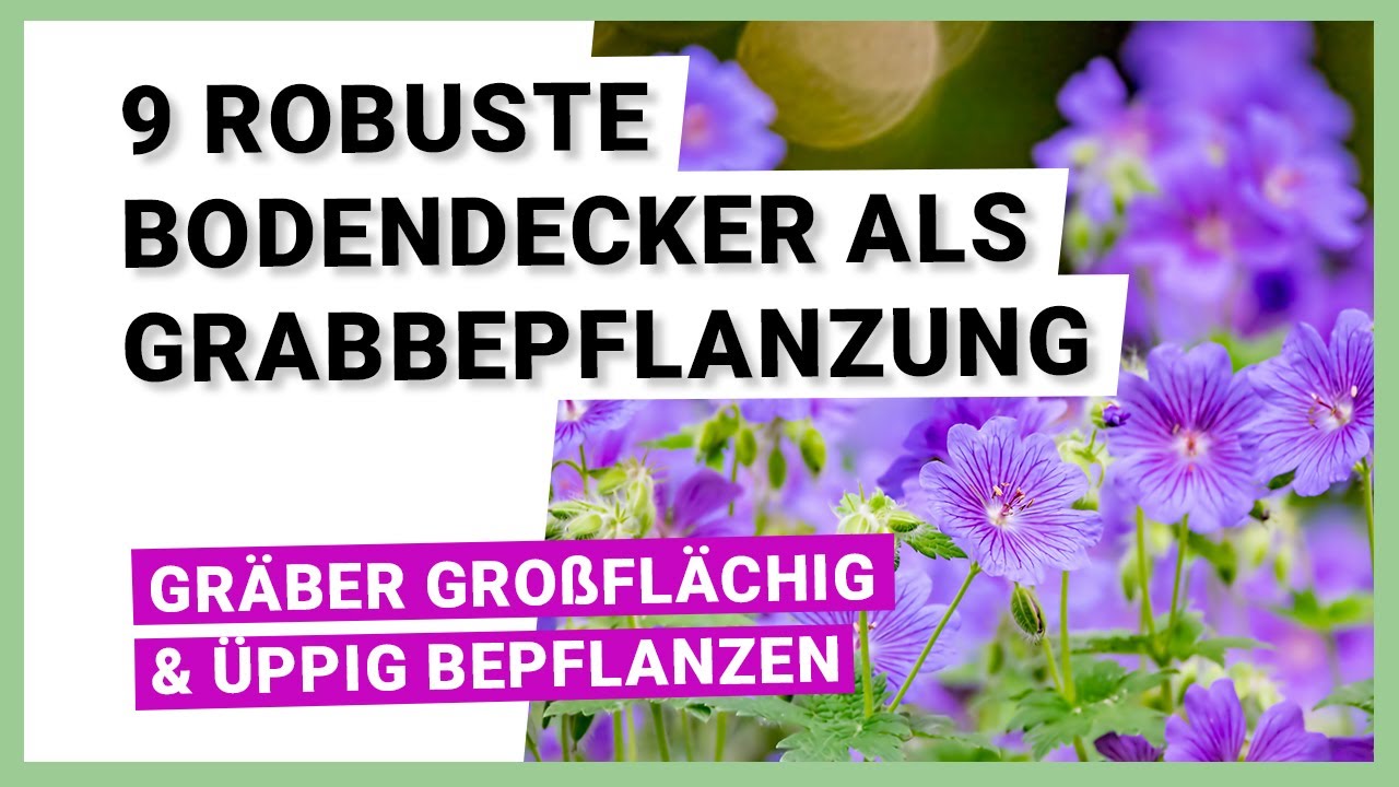 9 robuste Bodendecker f&uuml;r eine pflegeleichte Grabbepflanzung
