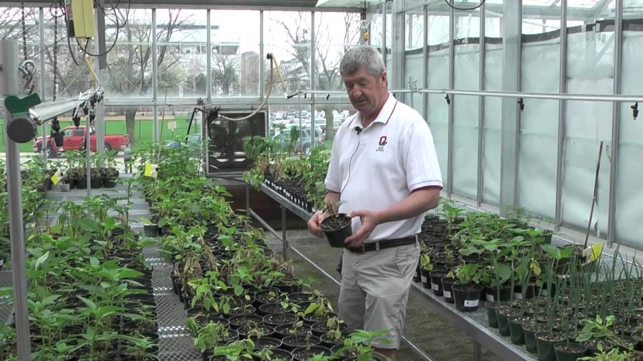 Amaranthaceae in Ohio 2015 part 2 Redroot Pigweed