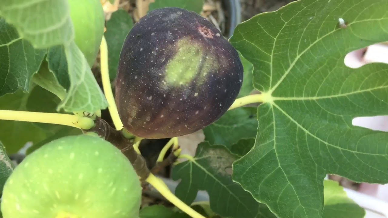 Harvesting Figs in Arizona