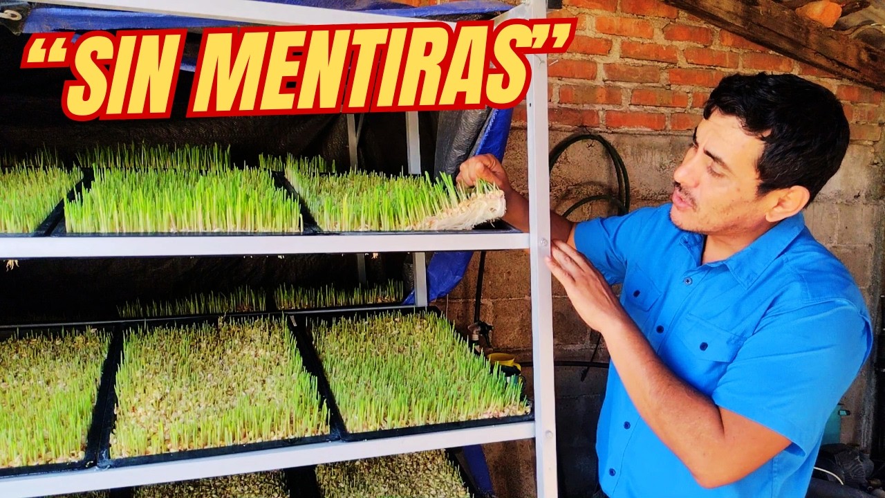 🌱 ¿Qué es el Forraje Verde Hidropónico? (Explicación sencilla y sin mentiras)