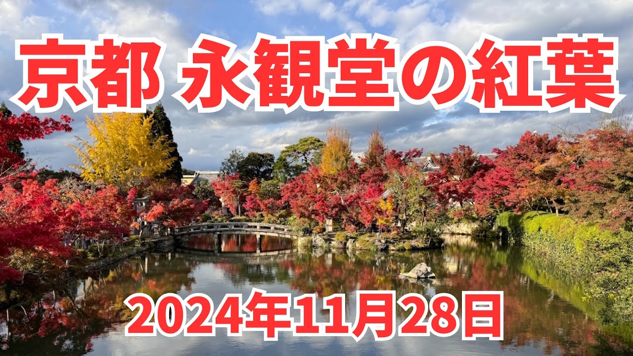 永観堂の紅葉｜見頃を迎えました 2024/11/28