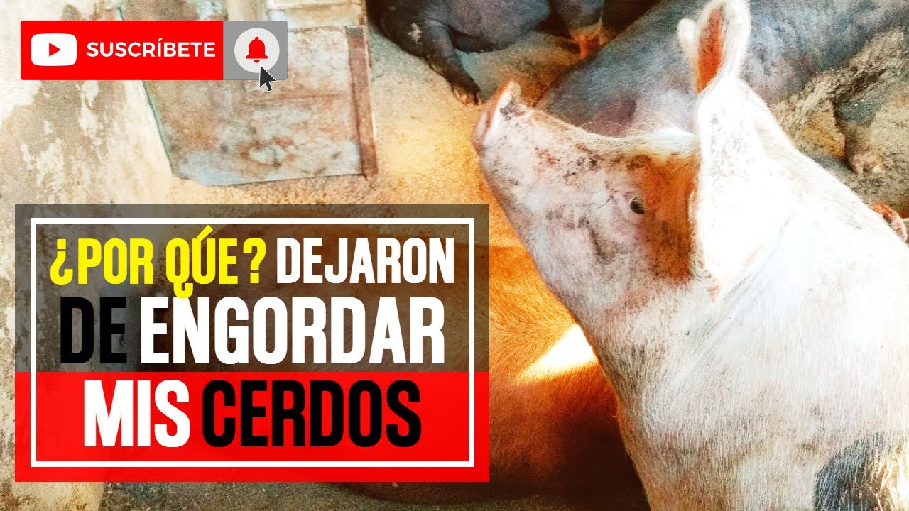 &iquest;Por Qu&eacute;? Dejaron de ENGORDAR mis CERDOS