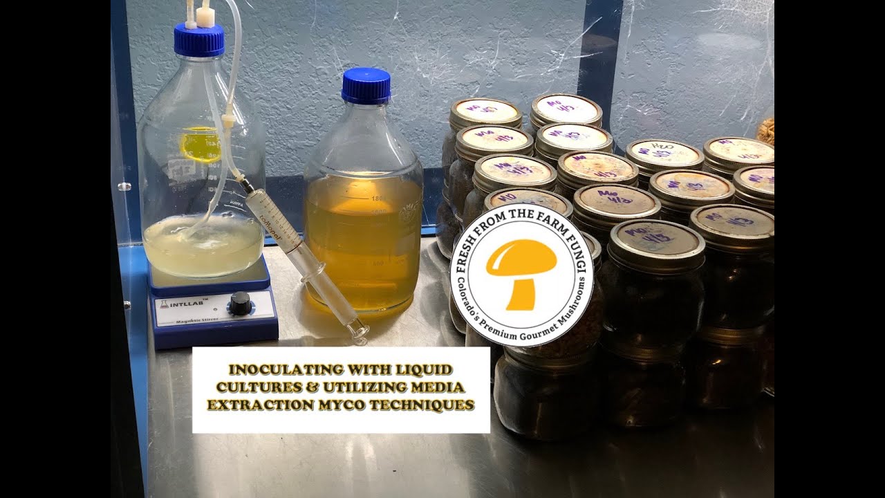 Inoculating with liquid cultures and utilizing media extraction techniques for mycology