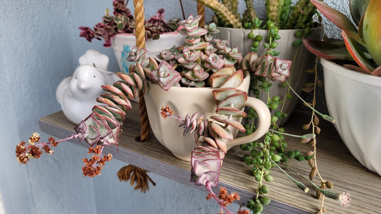 Perforata Türü Sukulentimin Saksı Değişimi ve Bakımı (Crassula Perforata String)