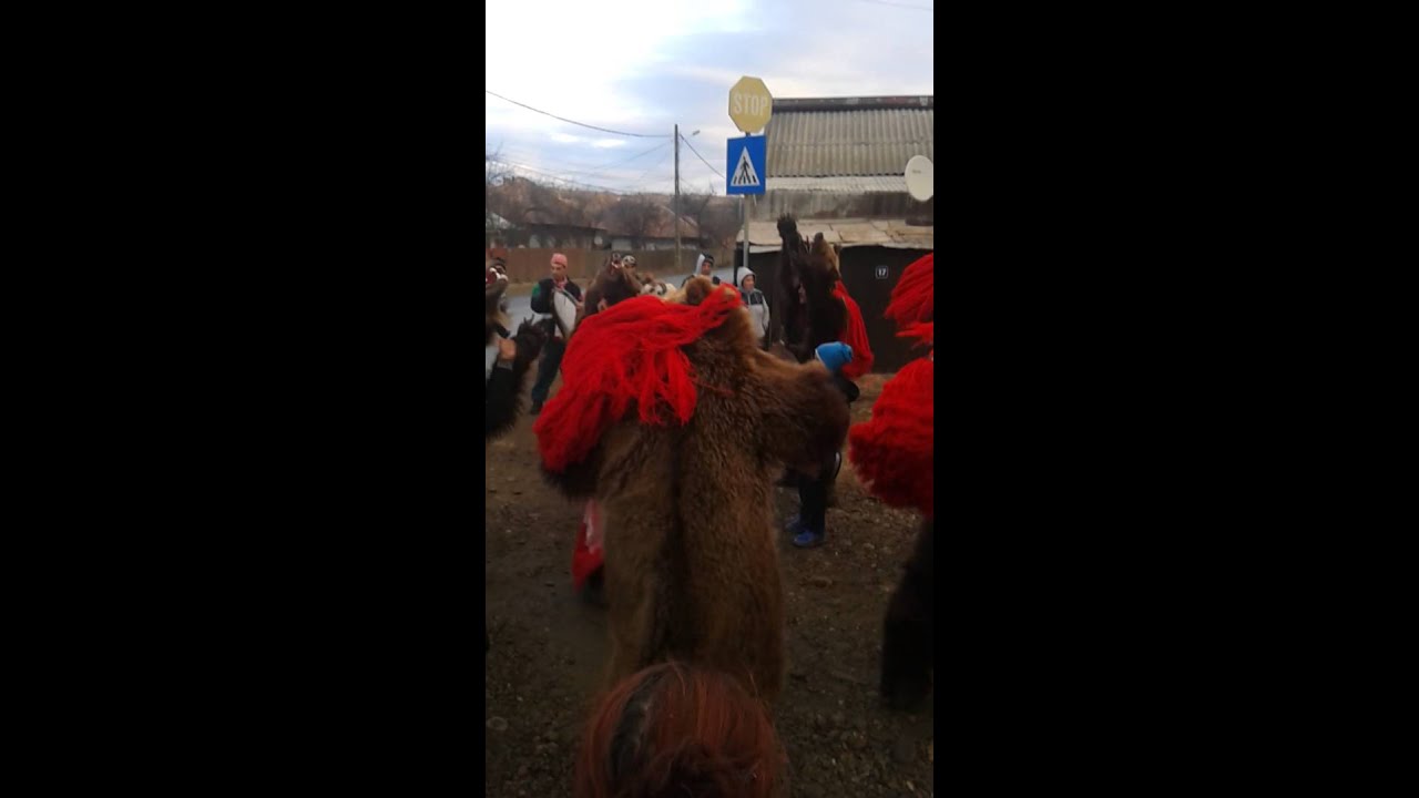 ursul din vasiesti