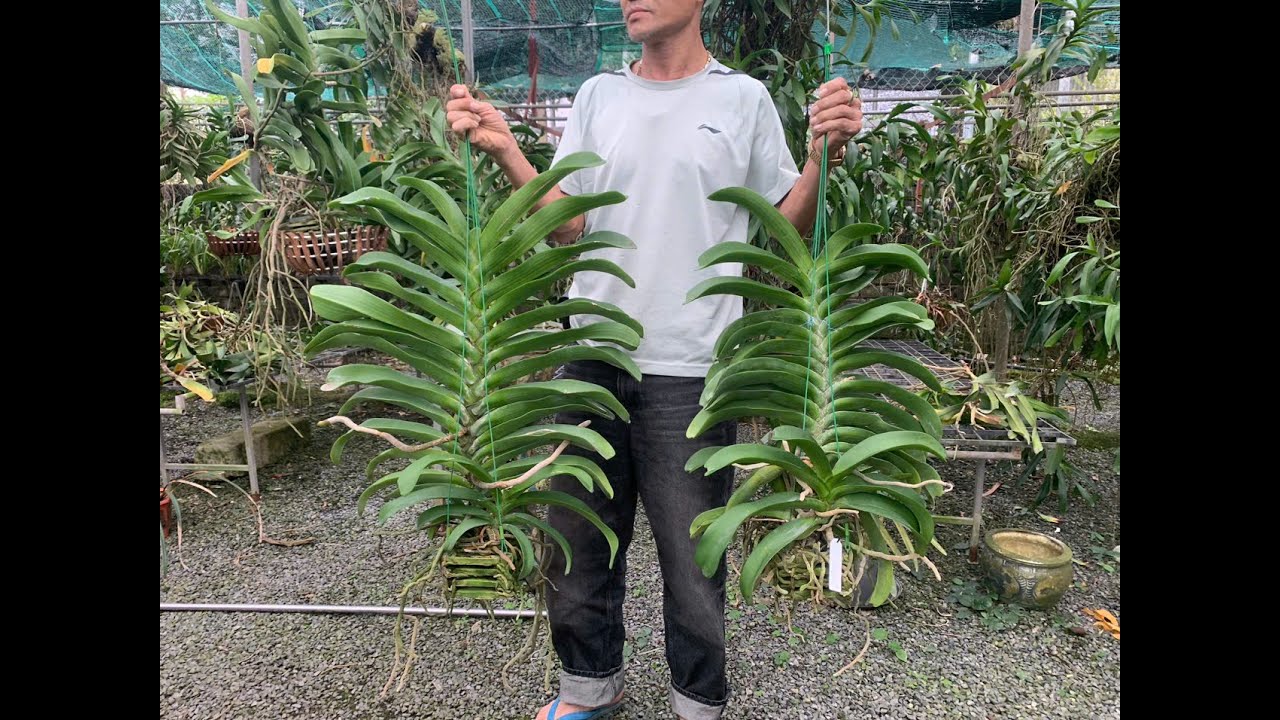 Xả trâu hoa tết ...0981550768