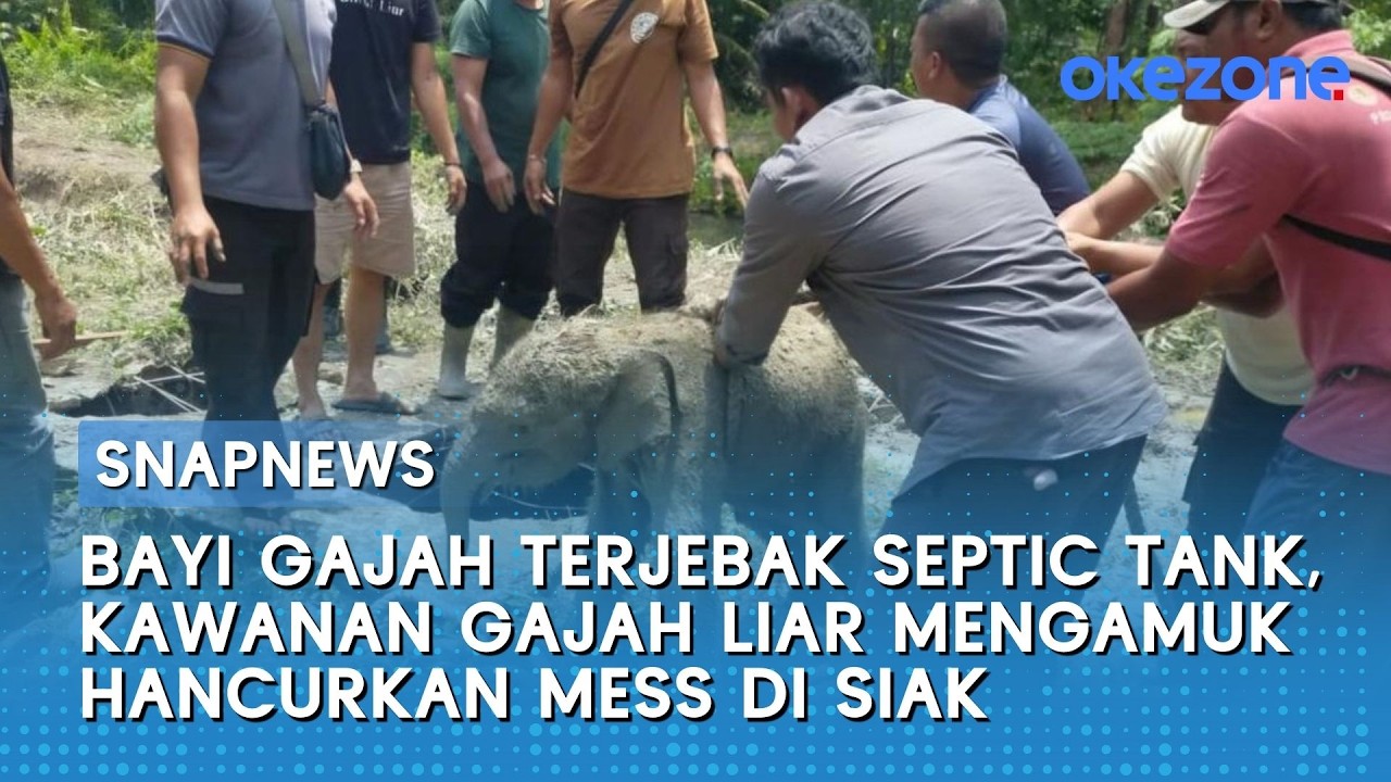 Bayi Gajah Terjebak Septic Tank, Kawanan Gajah Liar Mengamuk Hancurkan Mess di Siak
