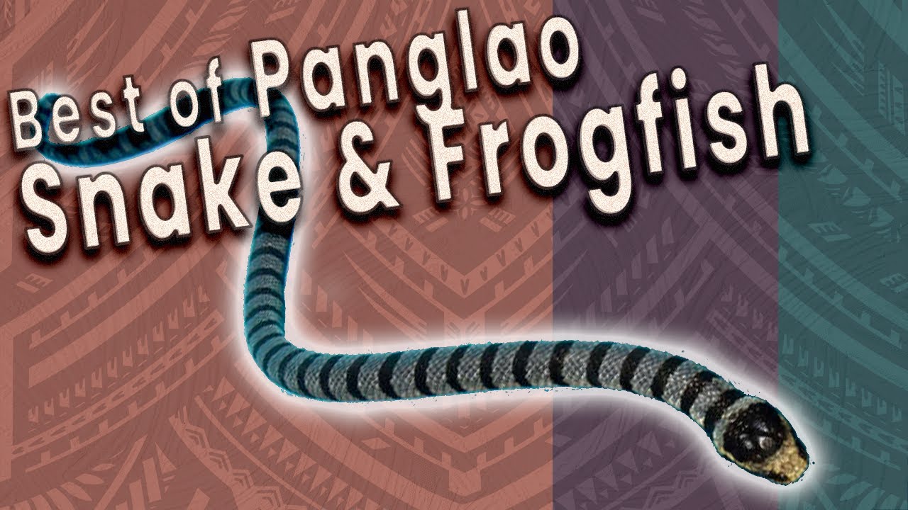 Doljo Point HIGHLIGHTS: 15-Min Dive (Turtles, Frogfish, Sea Krait!) | Panglao, Philippines