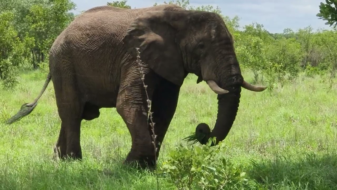 #wildlife#krugernationalpark#elephanteating#viralvideo#southafrica