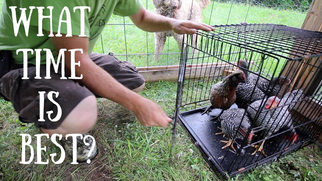 Whens the Best Time to Introduce new Chickens to your Flock