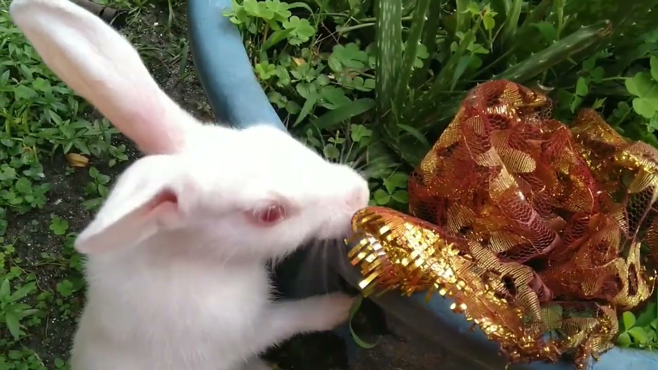 funny🥰 and cute rebbit bunny #comedy #funny #dely video #funny #cuteanimal #viral #cutepet