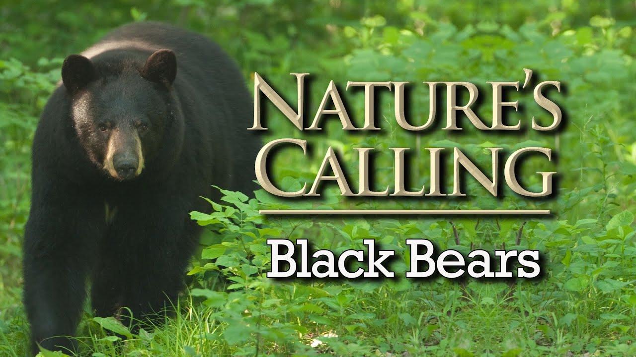 Nature's Calling - Bears (May 2025)