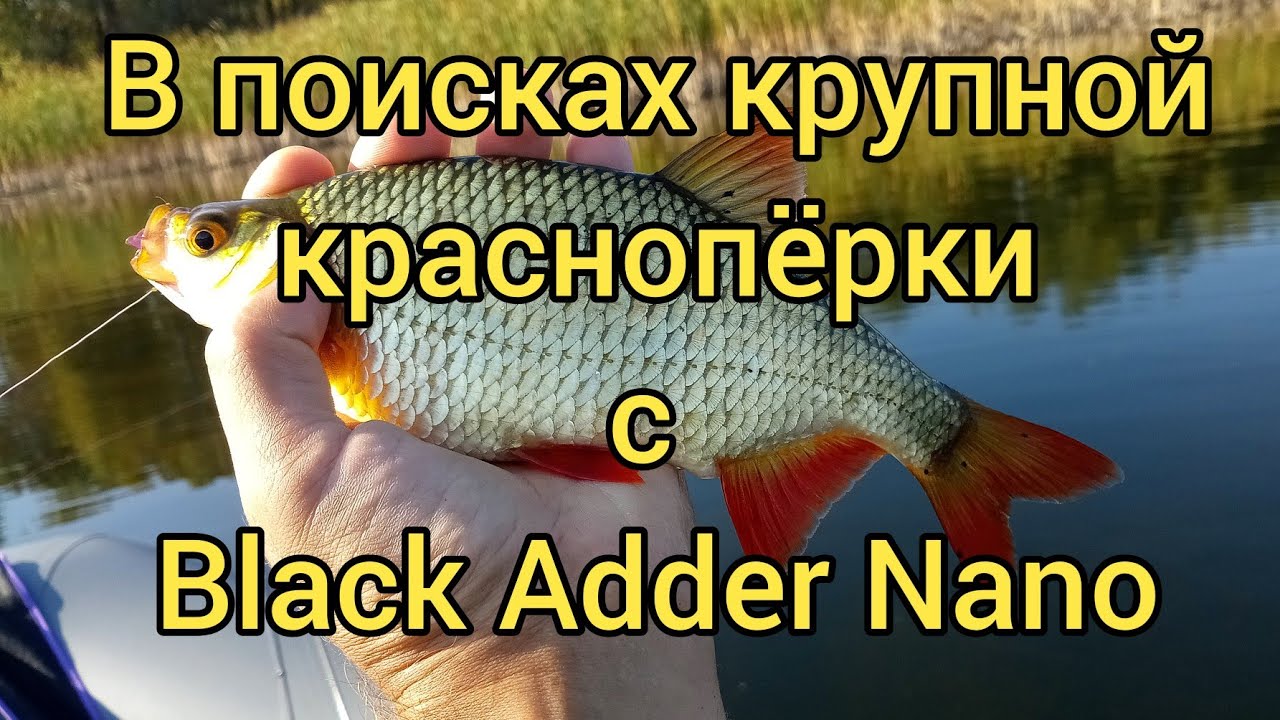 Осенний мормышинг с лодки с Black Adder Nano 168 см. 0.5-1.0 гр.  В поисках крупной краснопёрки.