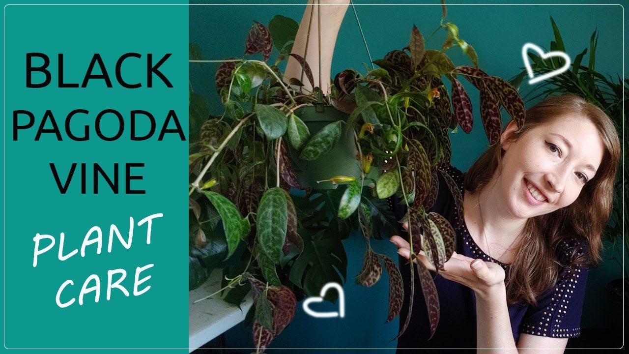 BLACK PAGODA VINE PLANT CARE! How To Grow Aeschynanthus Longicaulis / Zebra Basket Vine House plant