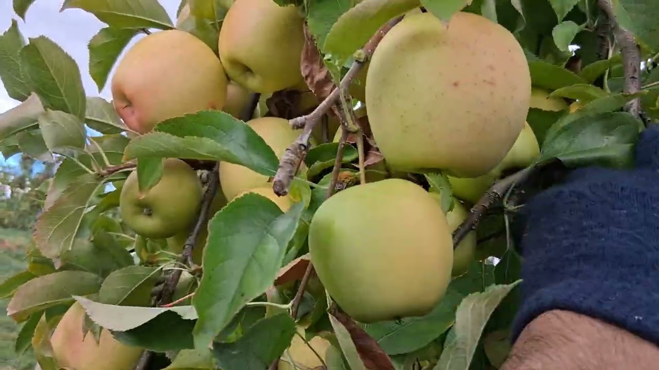 Miren aquí estamos cortando manzana 😋🍎🧍‍♂️Miren el hombre más rapido de rancho 
