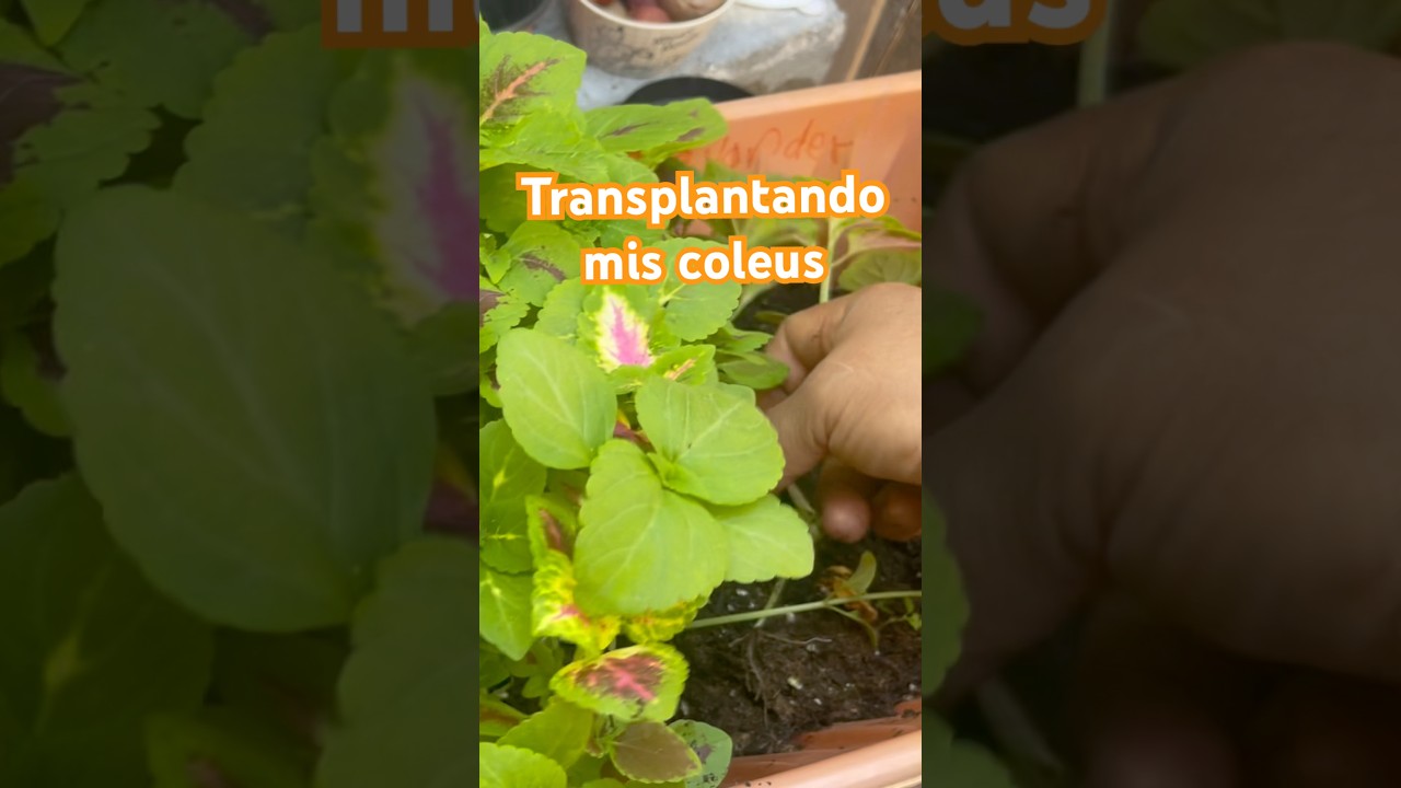 Trasplantando plantulas Coleus #plantas #garden #trasplante #cannalily #plantulas