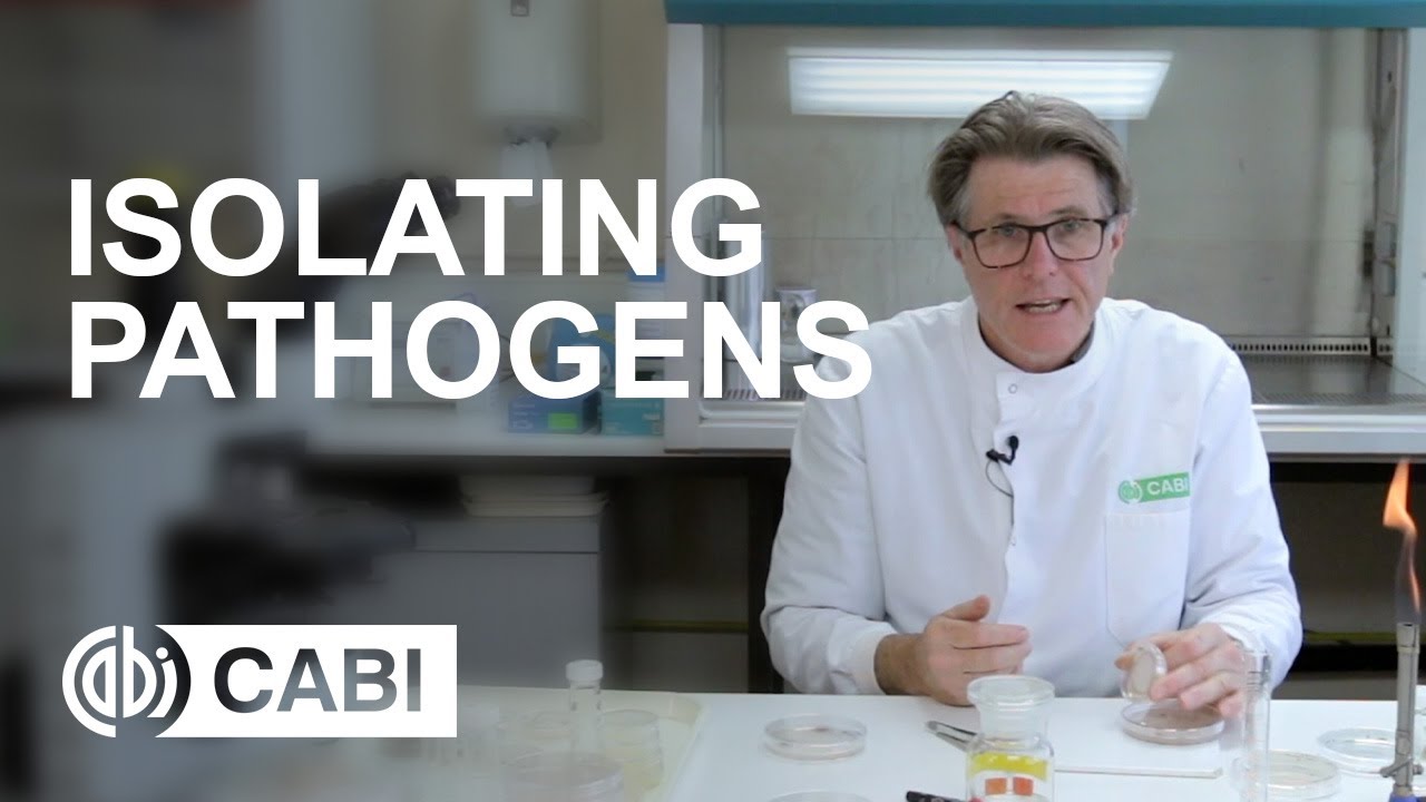 A Guide to Isolating Pathogens