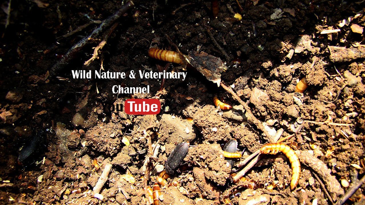 Mealworms was released back into the wild. Larvae , Pupae &  Dark Beetle #insect #wildlife
