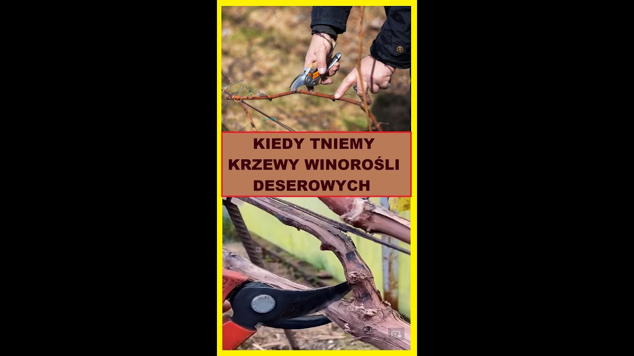 Winorośl - zimowe cięcie. Kiedy tniemy krzewy winorośli deserowych.