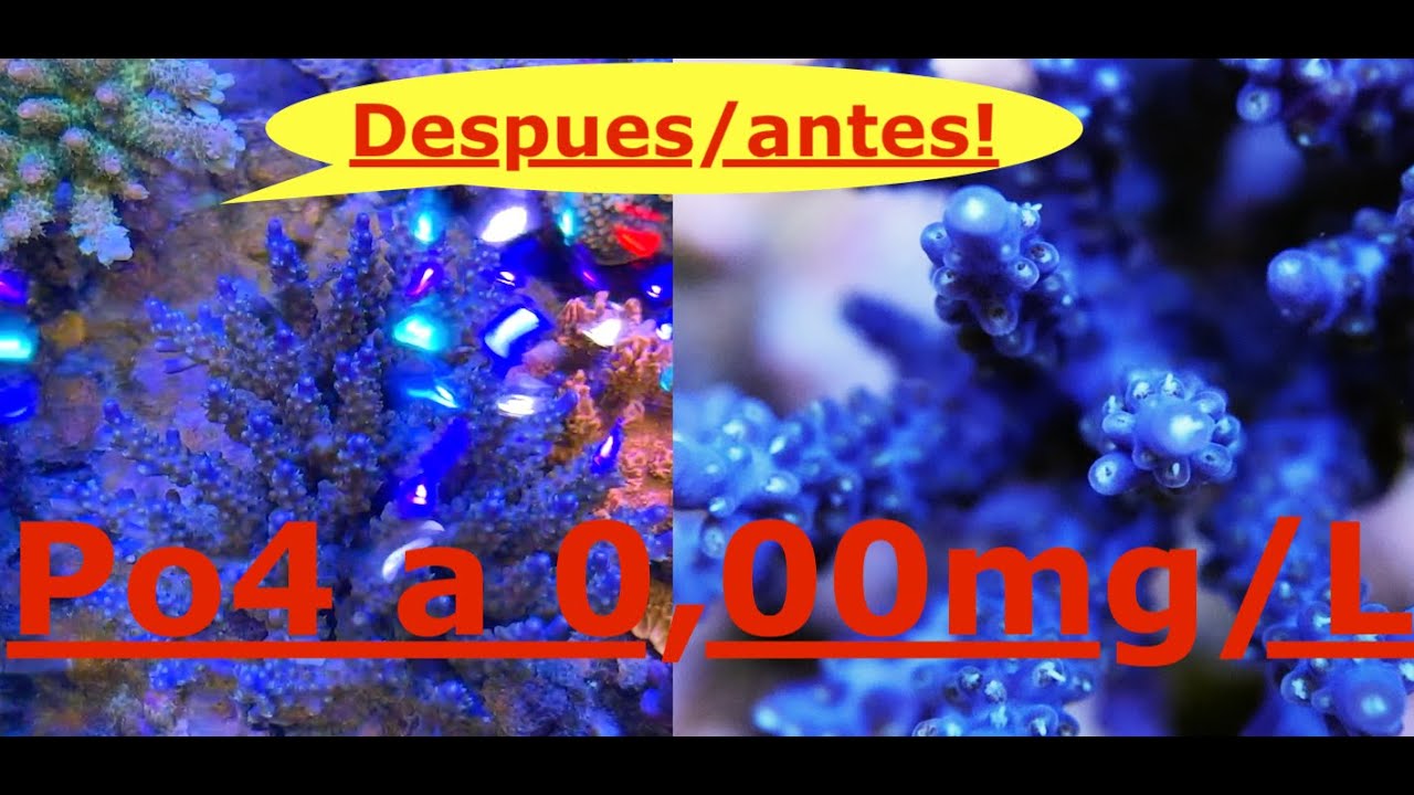 Acropora Valida sin color, Otro Youtuber commentario ! Sin fosfato no hay vida