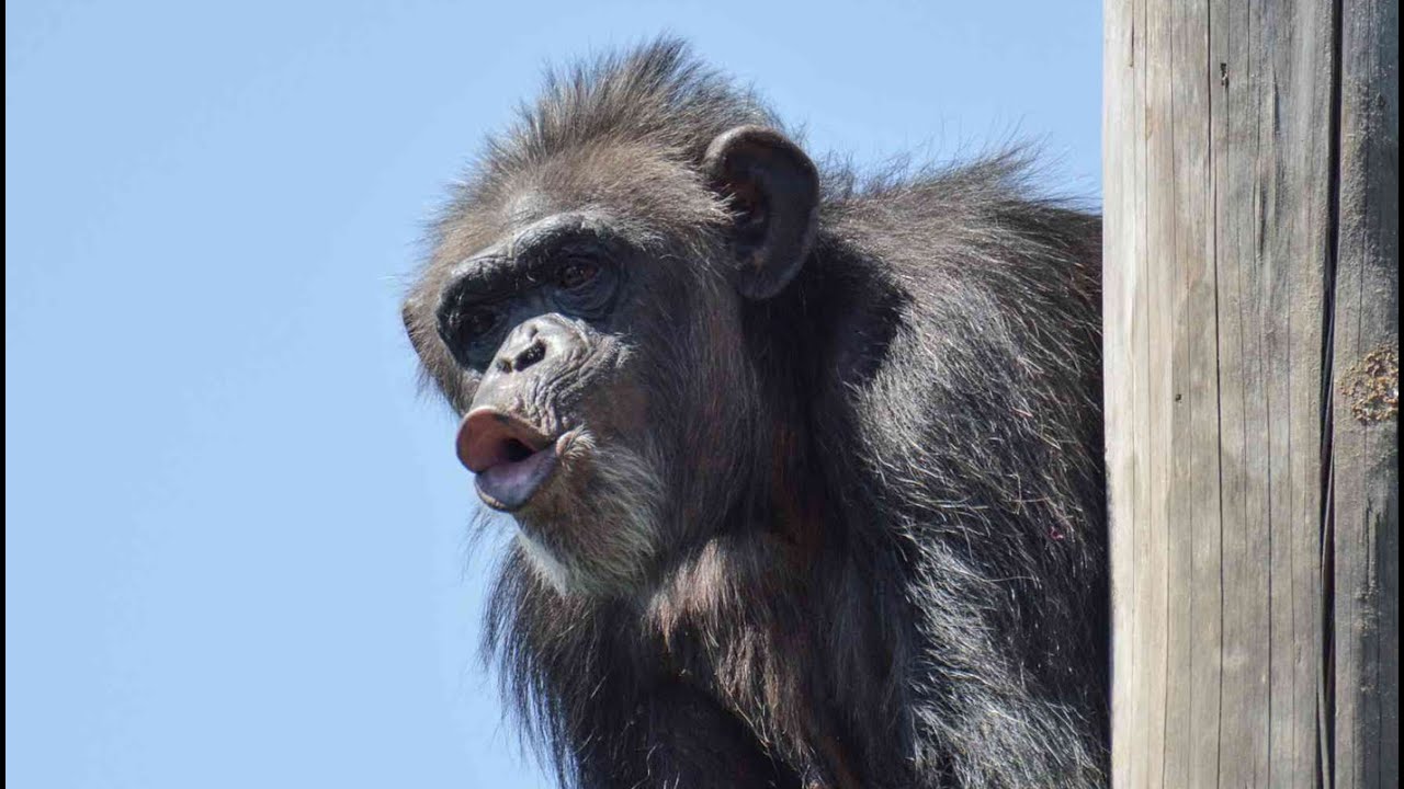 The boys' displays make Amanda uneasy