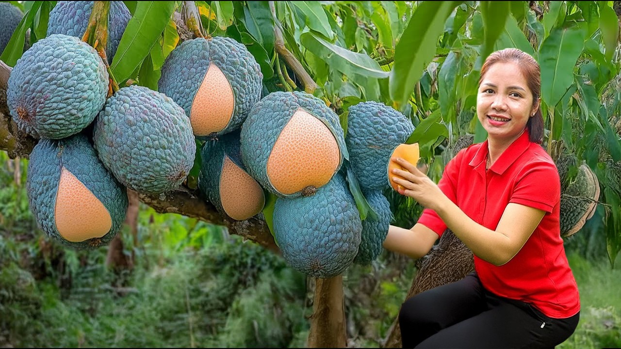Harvesting Bird&rsquo;s Eye Fruit Climb Giant Tree on Hill Goes To Market Sell, Buy food for my daughter