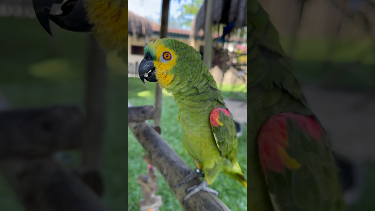 PAPAGAIO-VERDADEIRO NIKA FALANDO &ldquo;cad&ecirc; papai &ldquo; kkkk  &ldquo;bom dia #parrot #papagaio