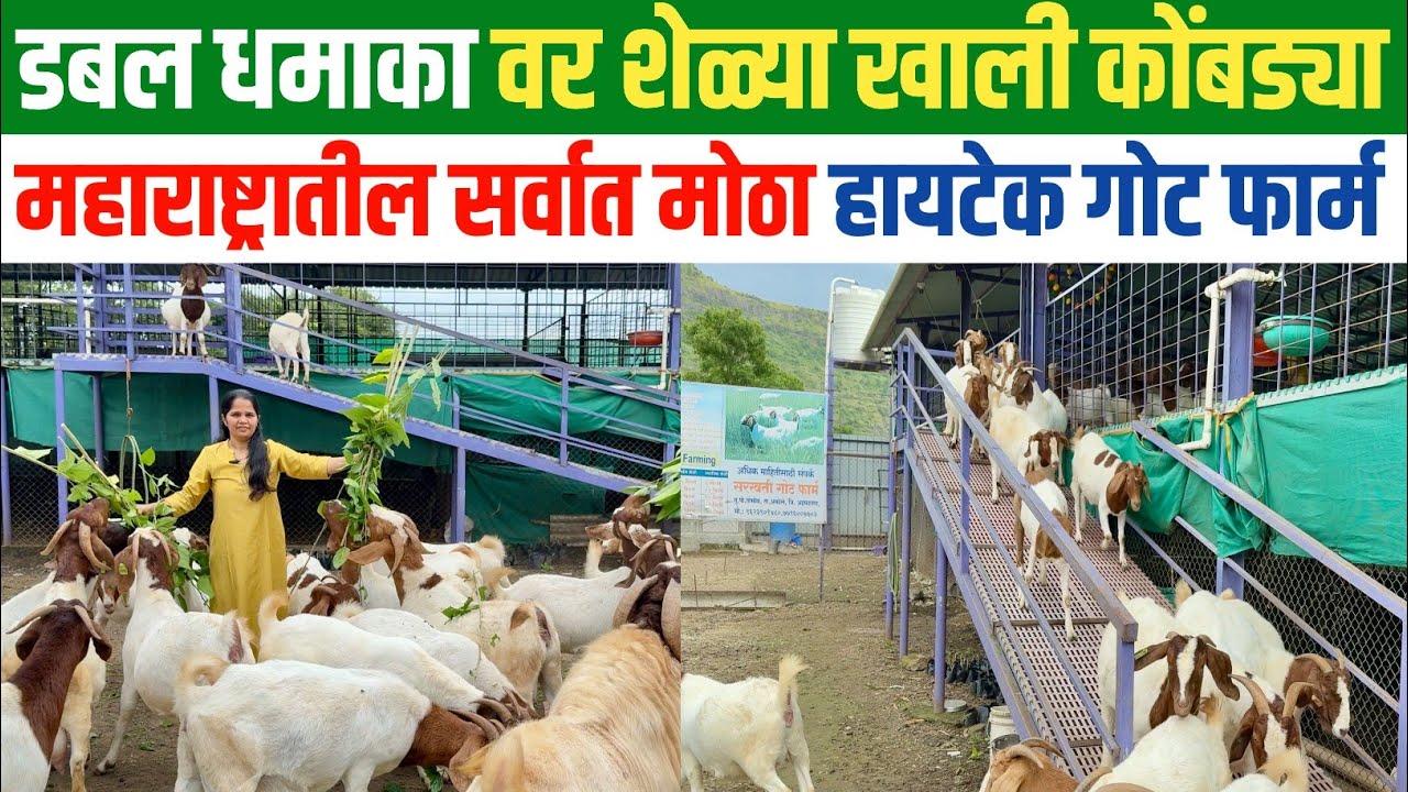 एका शेडमध्ये वर शेळ्या वाढणार आणि खाली शेळ्यांच्या वेस्टेजपासून कोंबड्या ही वाढणार |