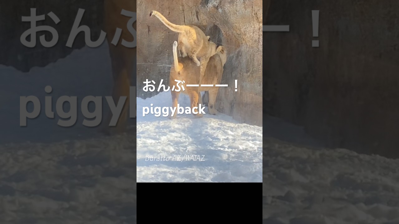 乗っちゃえ💕Ride on＃ライオン #オリトイオイトフウレイ #ファミリー  #赤ちゃん  #lion #cute #animal  #cubs