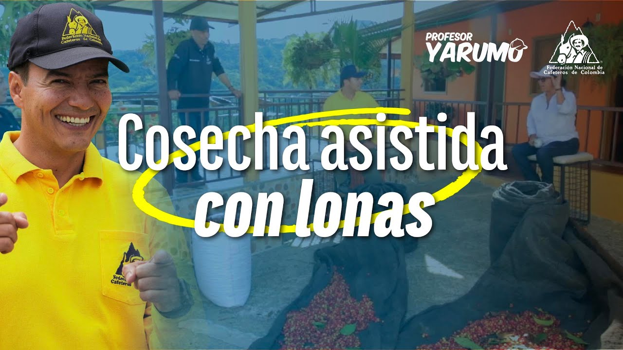 LAS AVENTURAS DEL PROFESOR YARUMO: COSECHA ASISTIDA CON LONAS RECOLECCION DE CAFE CON LONAS