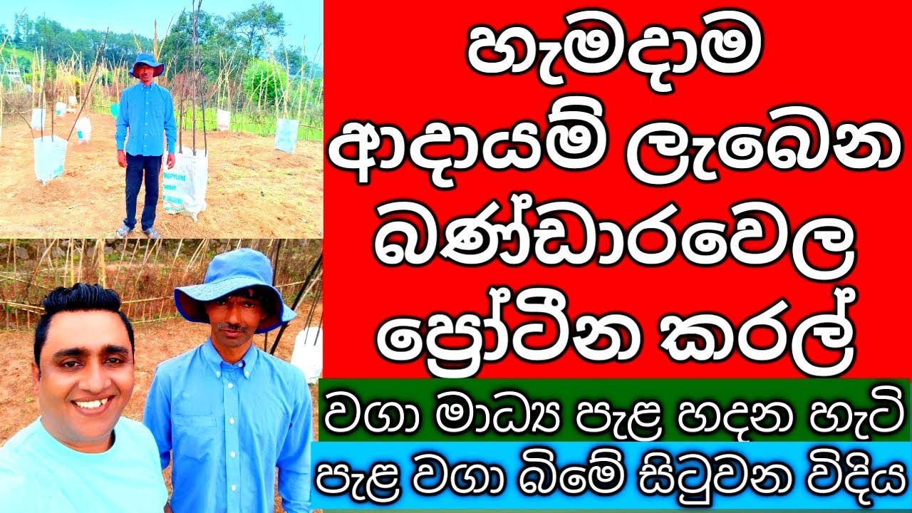 බන්ඩාරවෙල සරුවට කරන අවර වගාව එක දිගටම හැමදාම ආදායම වියදම අඩුයි  | Awara Cultivation in Sri Lanka