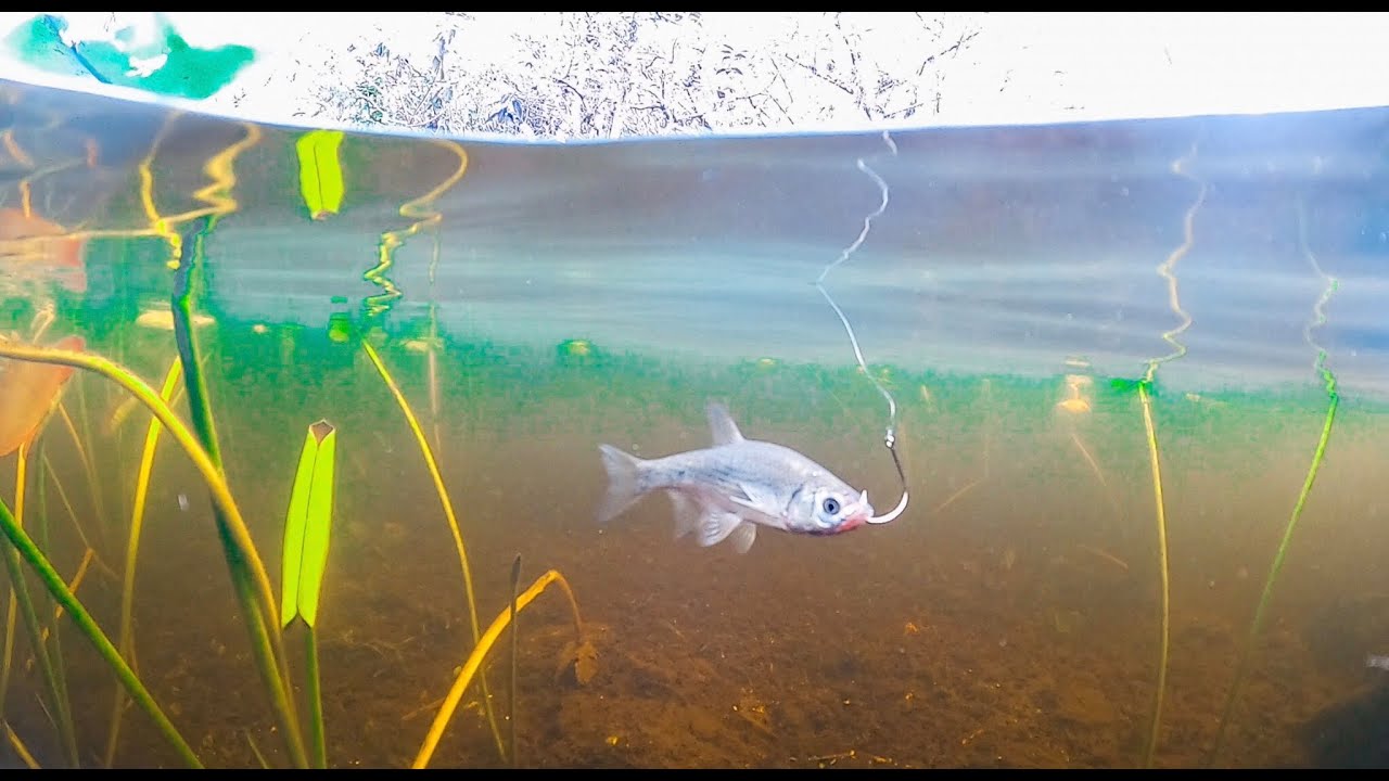 🔴Pesca con Sardina Viva 🎣🐟🔴 | Hector Perez PESCANDO ▶️