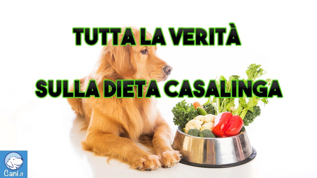 Tutta la verità sulla dieta casalinga del cane, video con il veterinario nutrizionalista