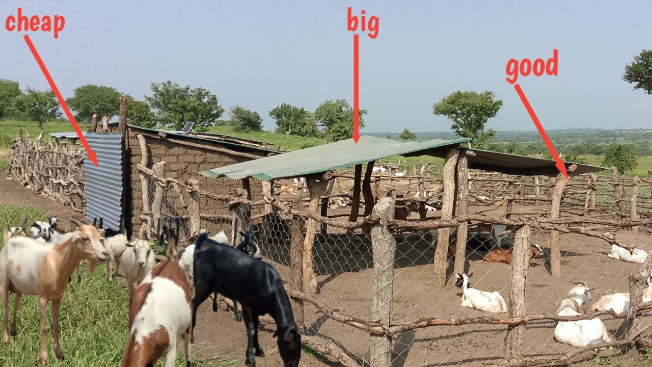 HOW I BUILD BIG, CHEAP GOAT HOUSES