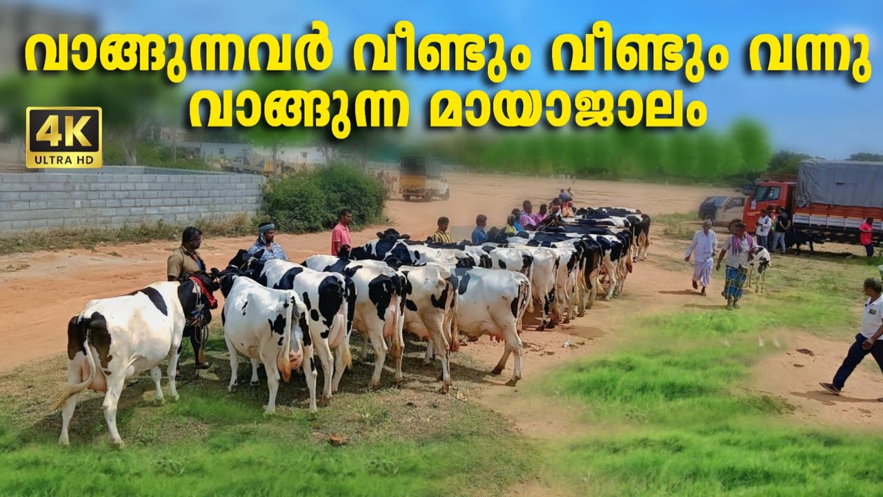വാങ്ങുന്നവർ വീണ്ടും വീണ്ടും വന്നു വാങ്ങുന്ന മായാജാലം |തകർക്കാൻ കഴിയാത്ത വിശ്വാസം |Chinthamani Cows