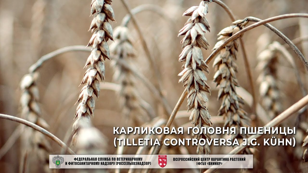 Карликовая головня пшеницы (Tilletia controversa J.G. K&uuml;hn)