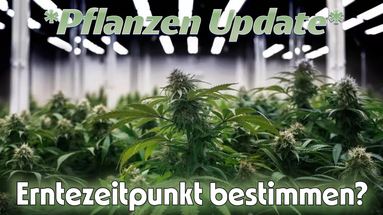 Richtigen Erntezeitpunkt bestimmen & Pflanzen Updates meiner anderen Zelte...