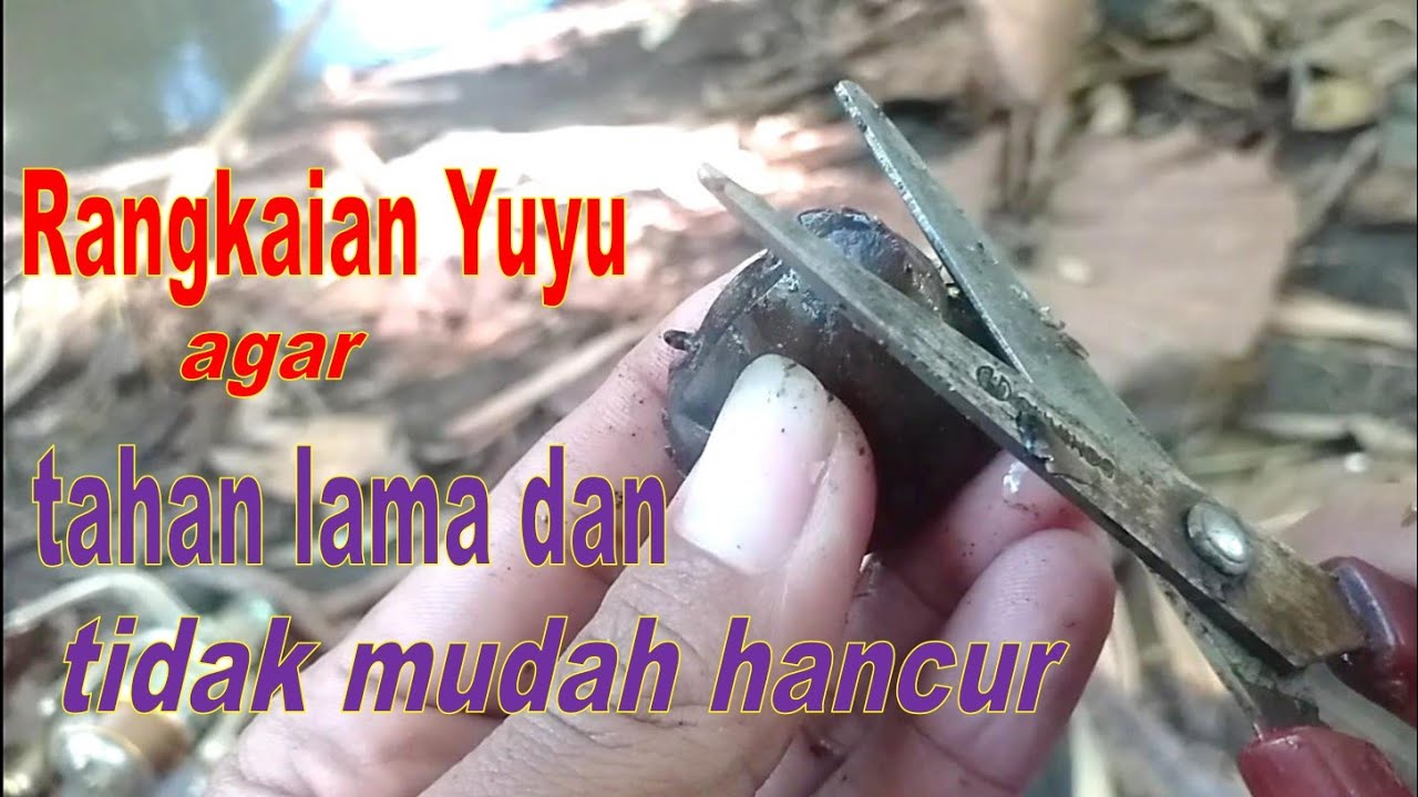Cara pasang umpan yuyu/kepiting