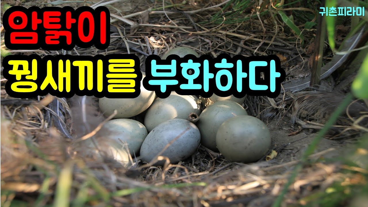 암탉이 꿩새끼를 부화하다. [귀촌피라미]