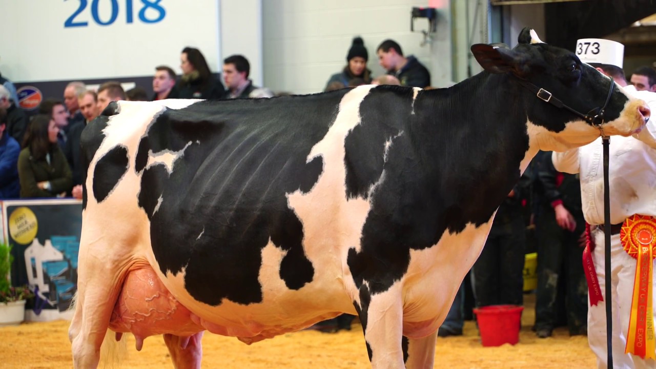 Top production Holstein at 2018 UK Dairy Expo.Peak Goldwyn Rhapsody