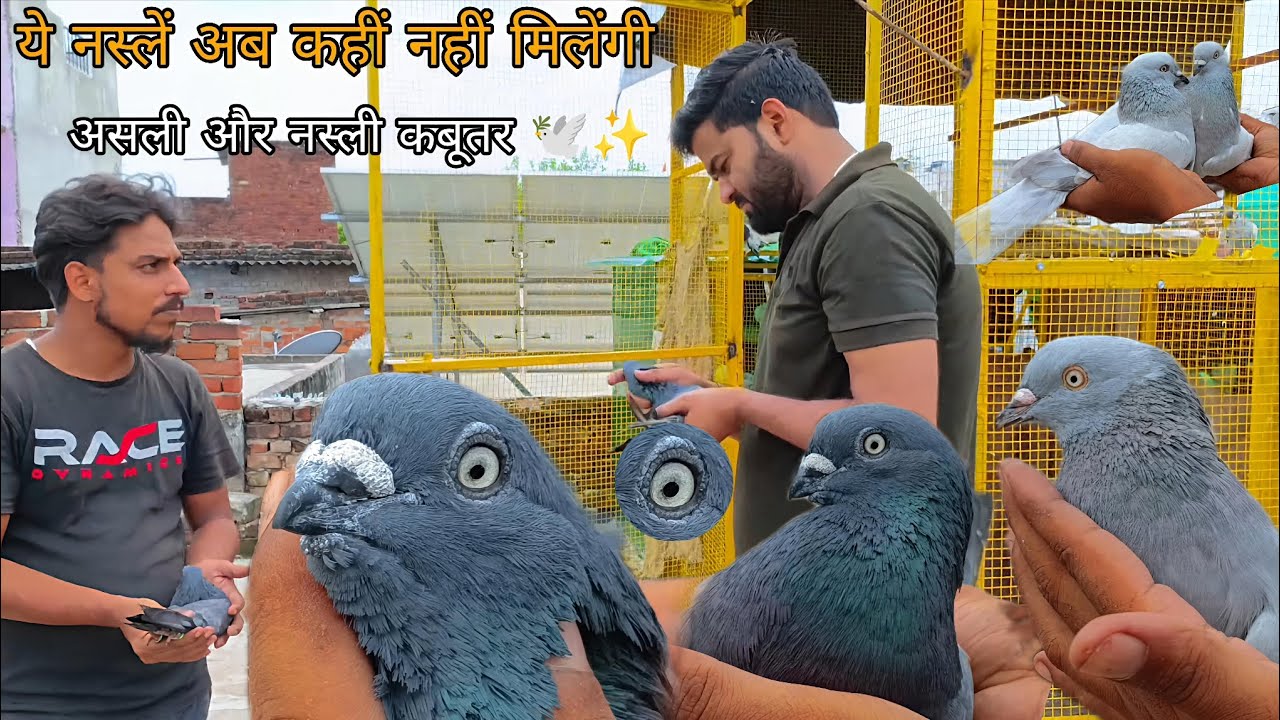 Lucknow Wale Farhan Bhai Ke Nayab Hare Sahjahanpuri Kabutar Neem Wale Kasni kabutar Golden Kabutar 🥰