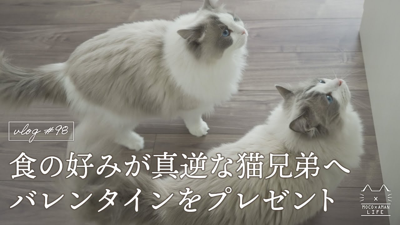 食の好みが真逆な猫へバレンタインをプレゼント｜ラグドール猫 #98