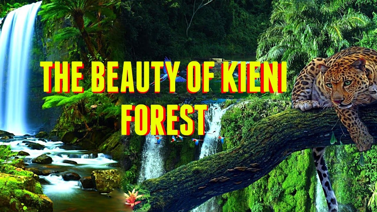 BREATHTAKING SCENES IN KIENI FOREST HIKE/ WATERFALL CHASE/SCENIC RELAXATION FILM WITH CALMING MUSIC