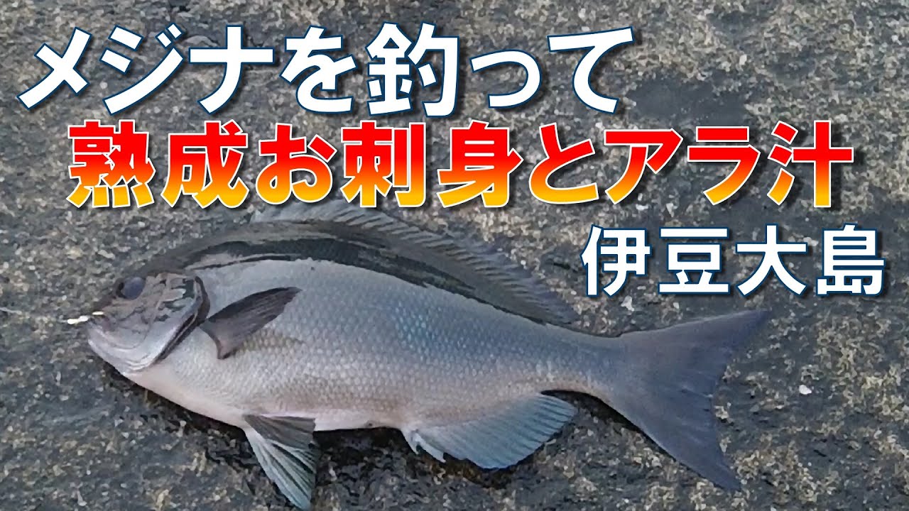 【両軸遠投カゴ釣り】メジナ釣ったら3日間冷蔵庫で熟成させて刺身とアラ汁【伊豆大島】Japan's Fishing 【SoltWatterFishing】