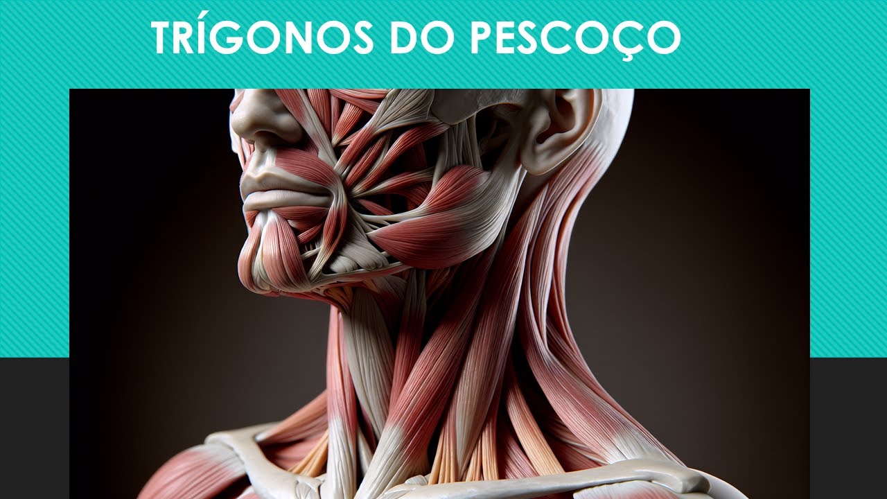 TRÍGONOS DO PESCOÇO